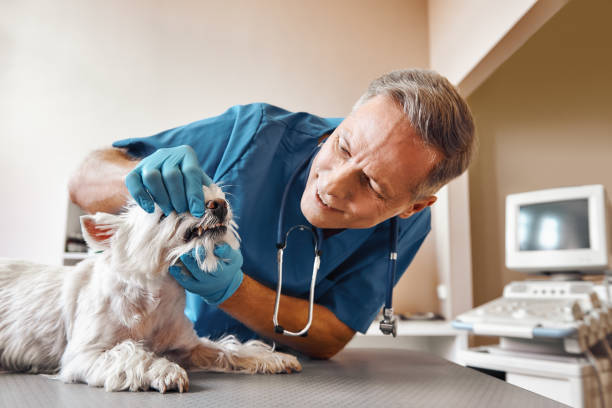 Best Emergency Broken Tooth Repair in Middlebush, NJ